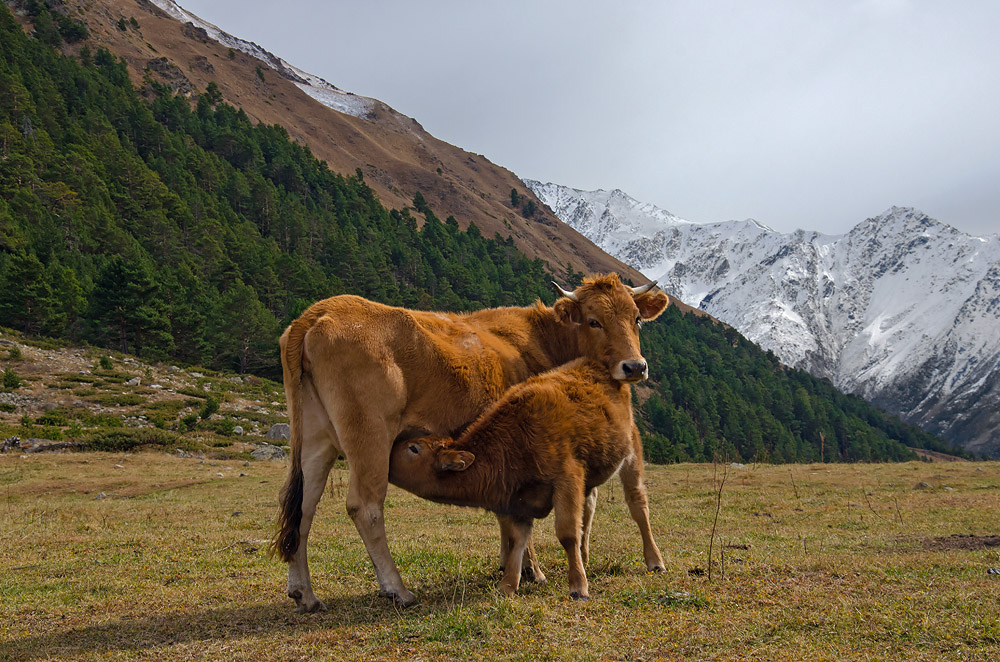 photo "***" tags: nature, pets/farm animals, Кавказ, Приэльбрусье