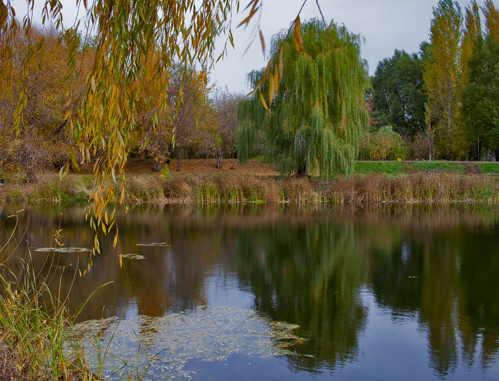 фото "Ивушка..." метки: пейзаж, вода, озеро, осень