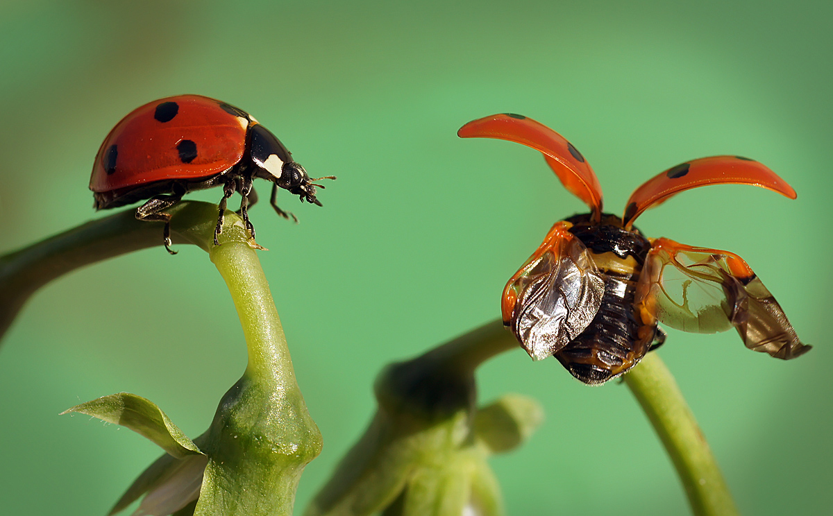 photo "***" tags: macro and close-up, nature, montage, 