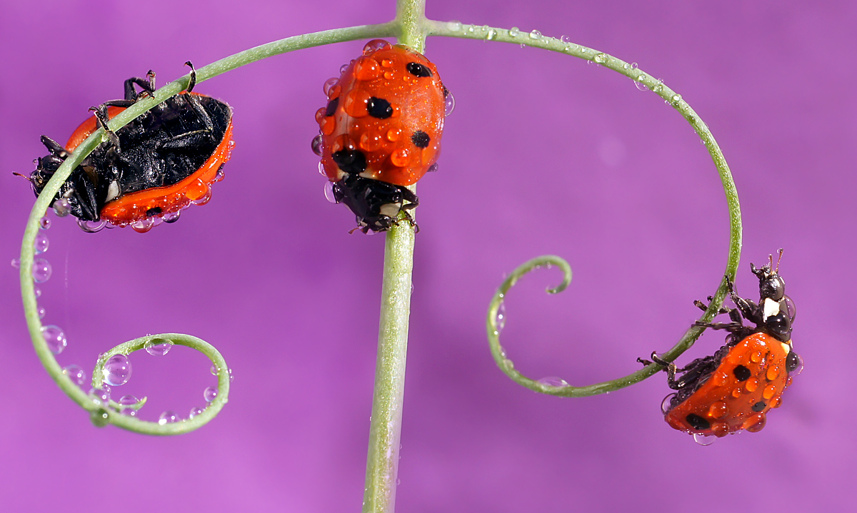 photo "***" tags: macro and close-up, insect, божьи коровки, макро