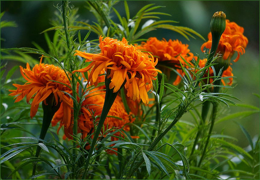 photo "In the morning light" tags: nature, Tagetes, flowers, morning, summer, Бархатцы