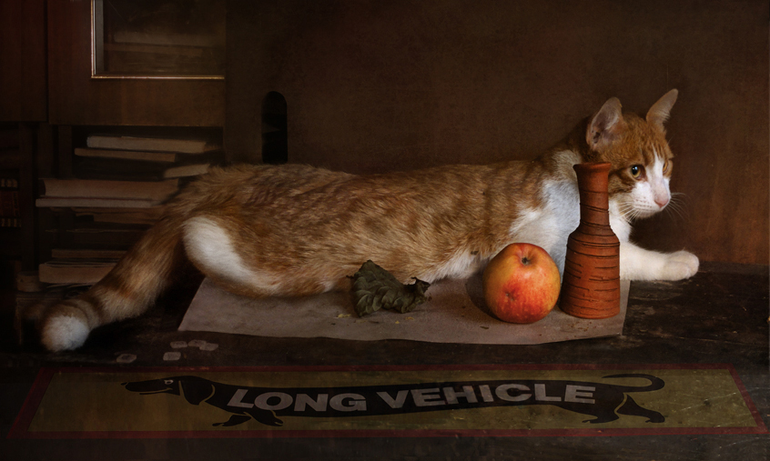 photo "***" tags: still life, nature, tomcat, ваза