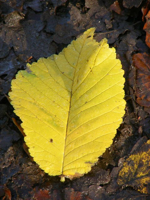 photo "Autumn" tags: nature, Europe