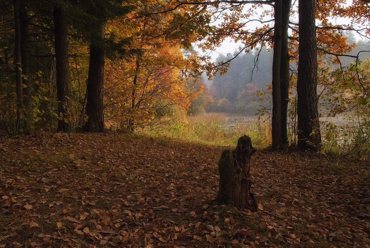 photo "Autumn leafs" tags: , 