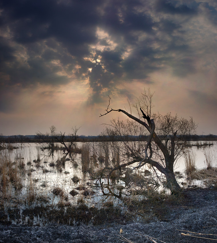 фото "на пепелище" метки: пейзаж, 