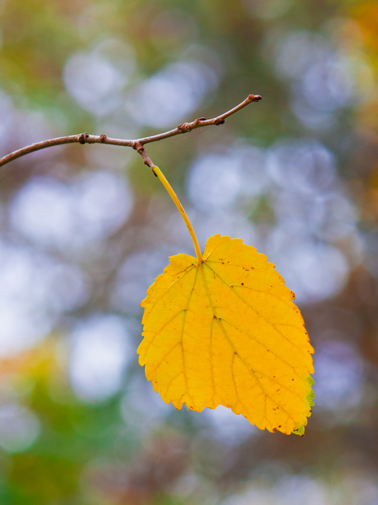 photo "***" tags: macro and close-up, 