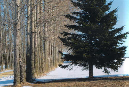 фото "Line of Trees" метки: пейзаж, Северная Америка