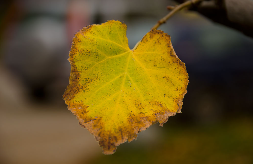 photo "***" tags: nature, autumn