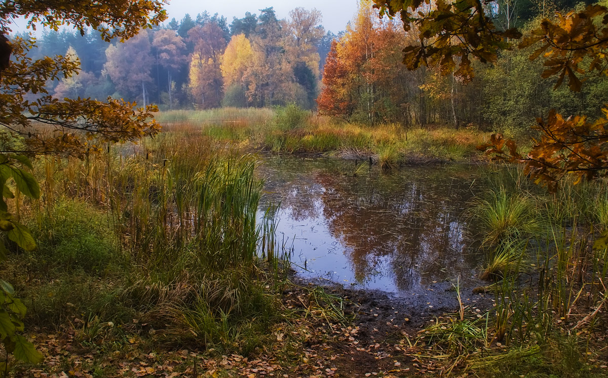 photo "Autumn in swamp" tags: , 