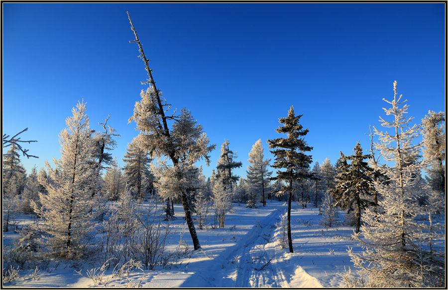 photo "***" tags: landscape, taiga, winter, мороз, север