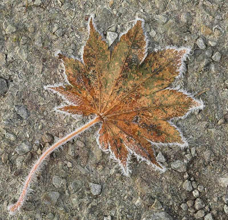 фото "эстамп" метки: природа, осень