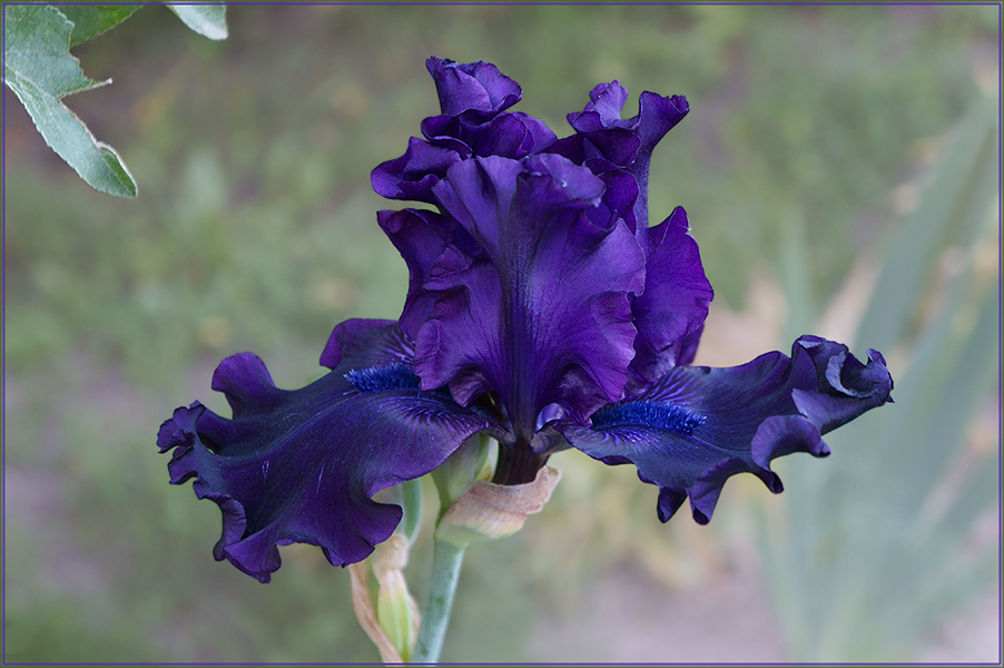 photo "***" tags: nature, flowers, summer, Ирис 