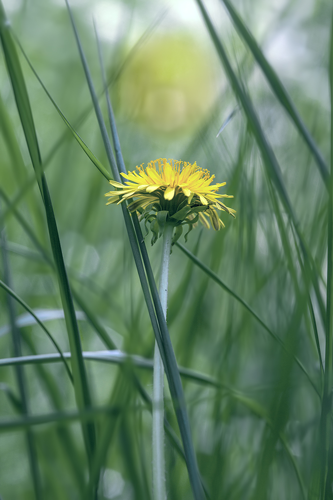 photo "***" tags: macro and close-up, nature, 