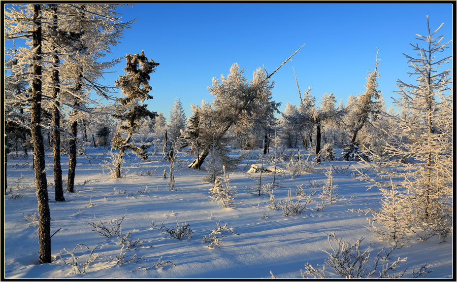 фото "Морозный день" метки: пейзаж, зима, мороз, тайга