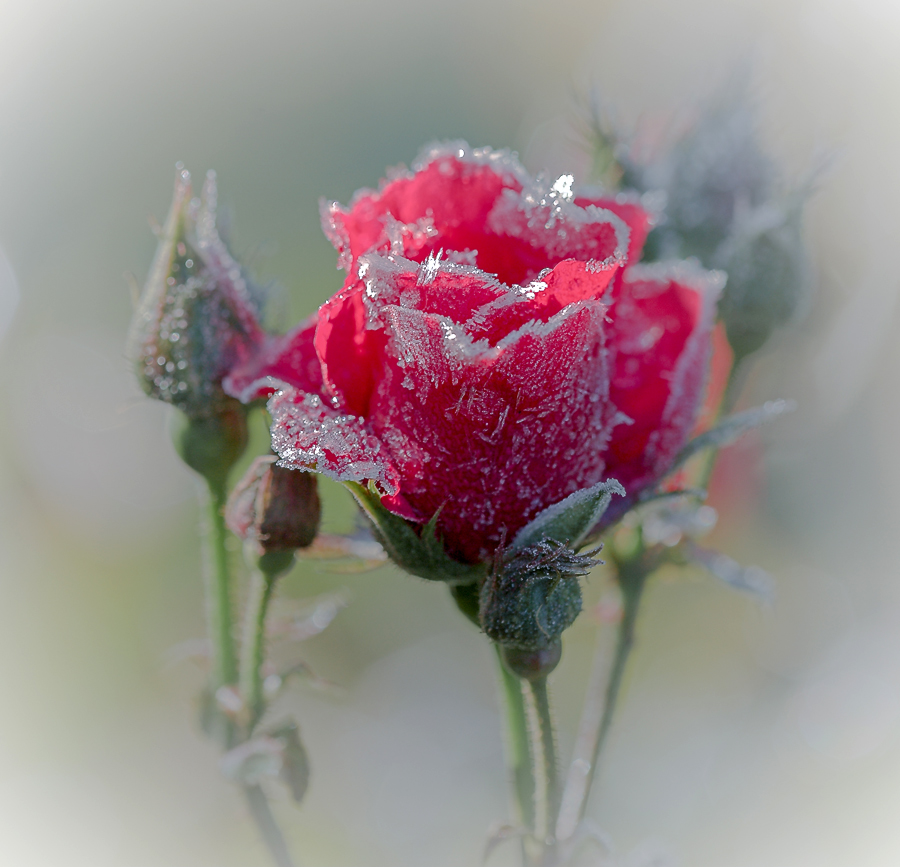 фото "ноябрьская" метки: природа, макро и крупный план, осень, роза, свет, цветы