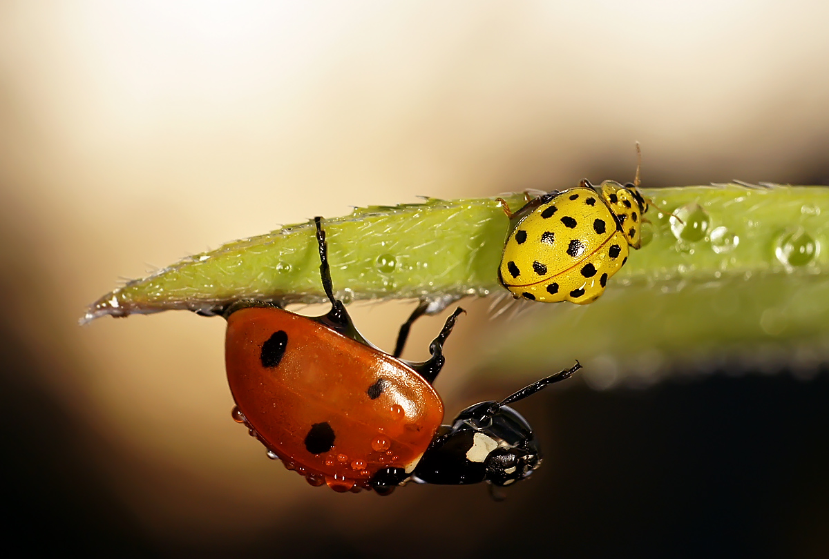 photo "***" tags: nature, macro and close-up, божьи коровки, макро