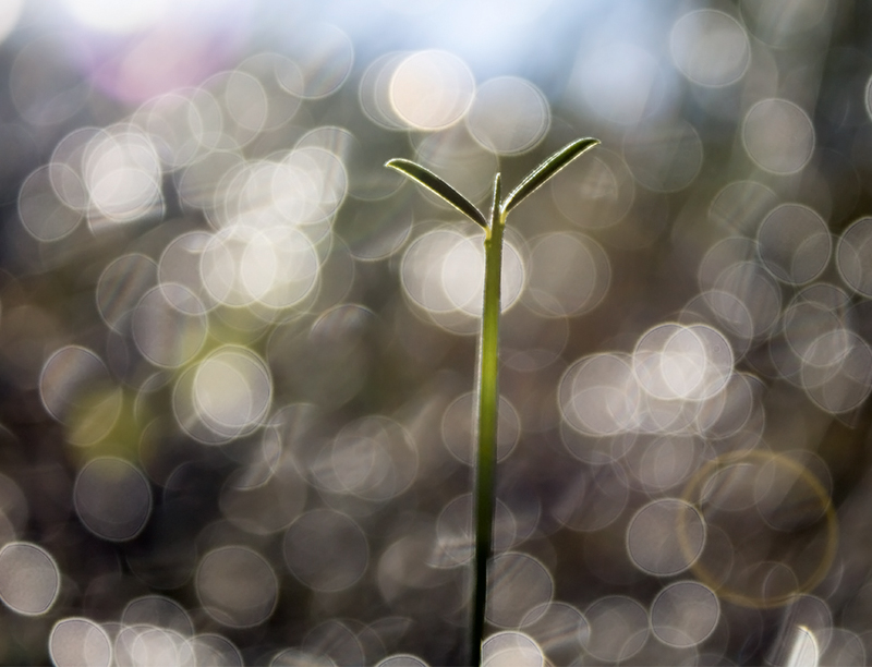 photo "***" tags: nature, росток