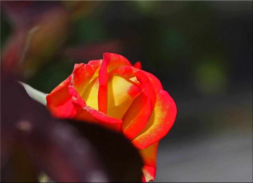 photo "In The Light" tags: macro and close-up, nature, 