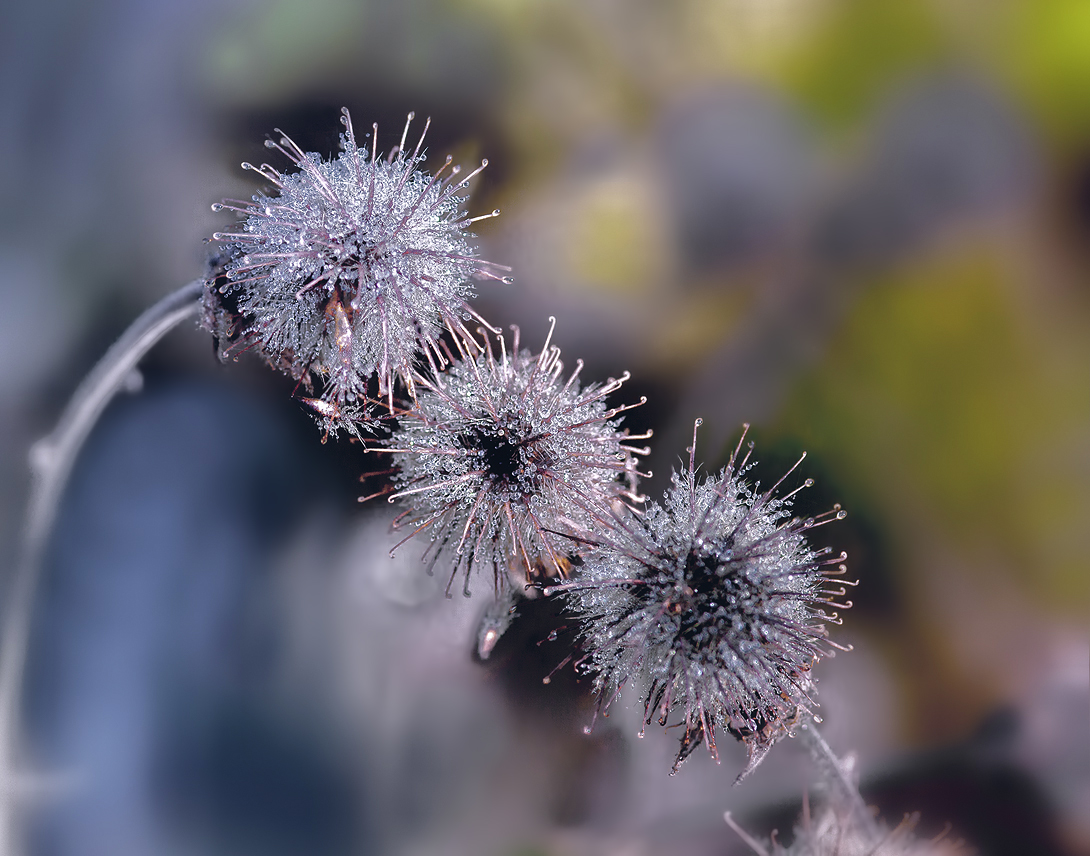 photo "***" tags: nature, macro and close-up, 