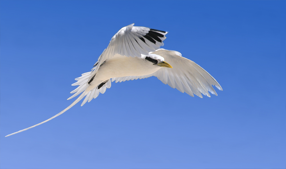 фото "White-tailed Tropicbird (Phaethon lepturus" метки: природа, 