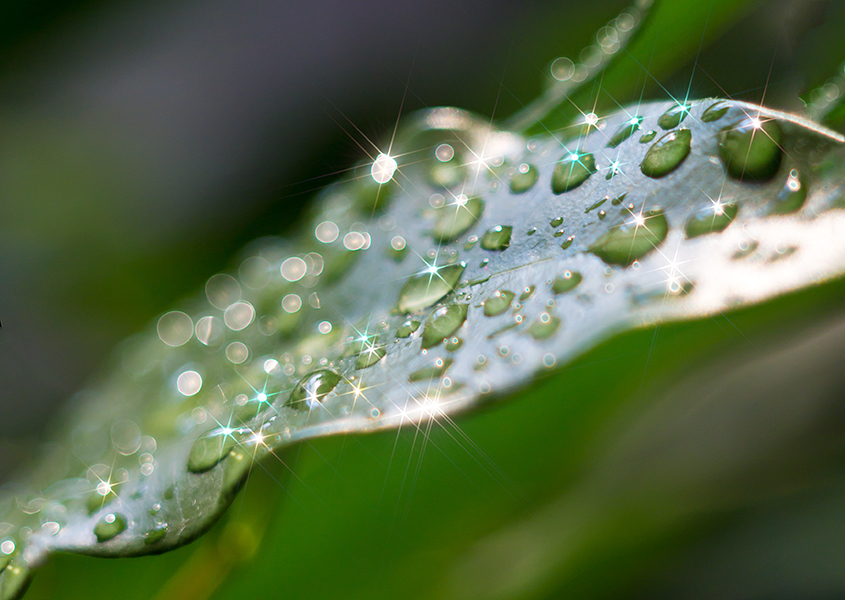 photo "***" tags: macro and close-up, leaf, капли