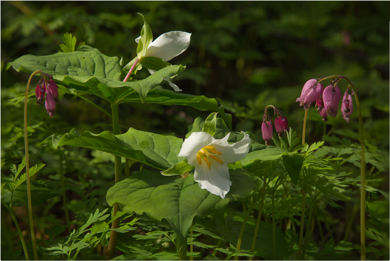 photo "Trilium and Bleeding Heart (Dicentra)" tags: nature, macro and close-up, Bleeding heart, Dicentra, Trilium, Wildflowers