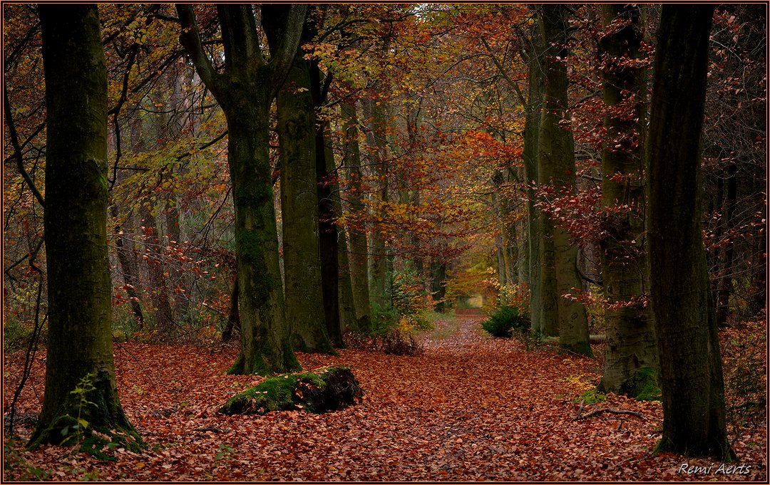 photo "..." tags: landscape, nature, autumn, forest