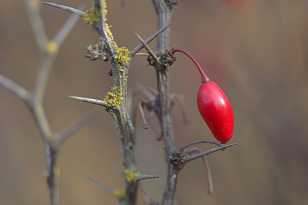 photo "***" tags: macro and close-up, 