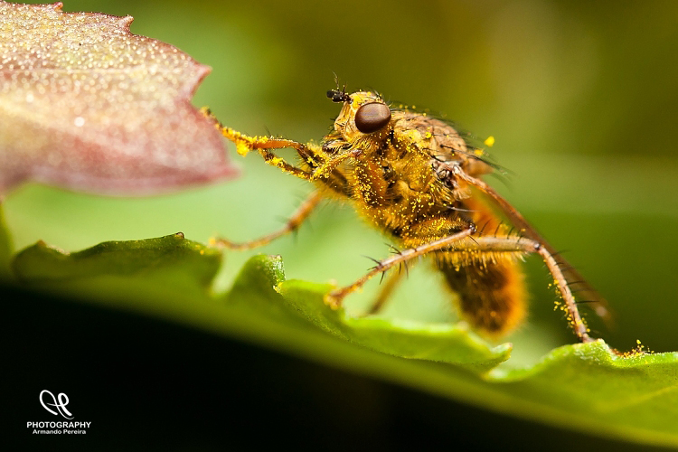 photo "***" tags: macro and close-up, 