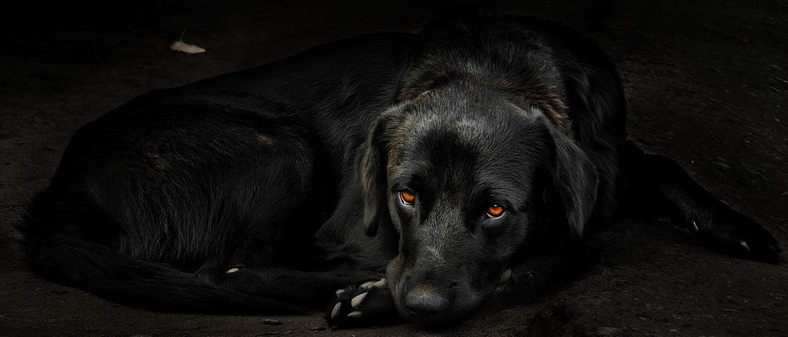 фото "Чёрный пёс" метки: , 