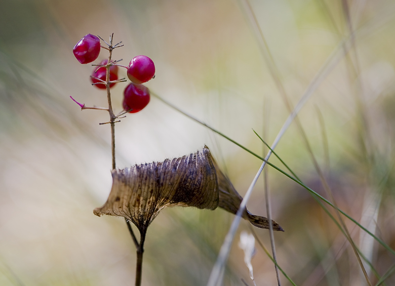 photo "***" tags: macro and close-up, nature, autumn