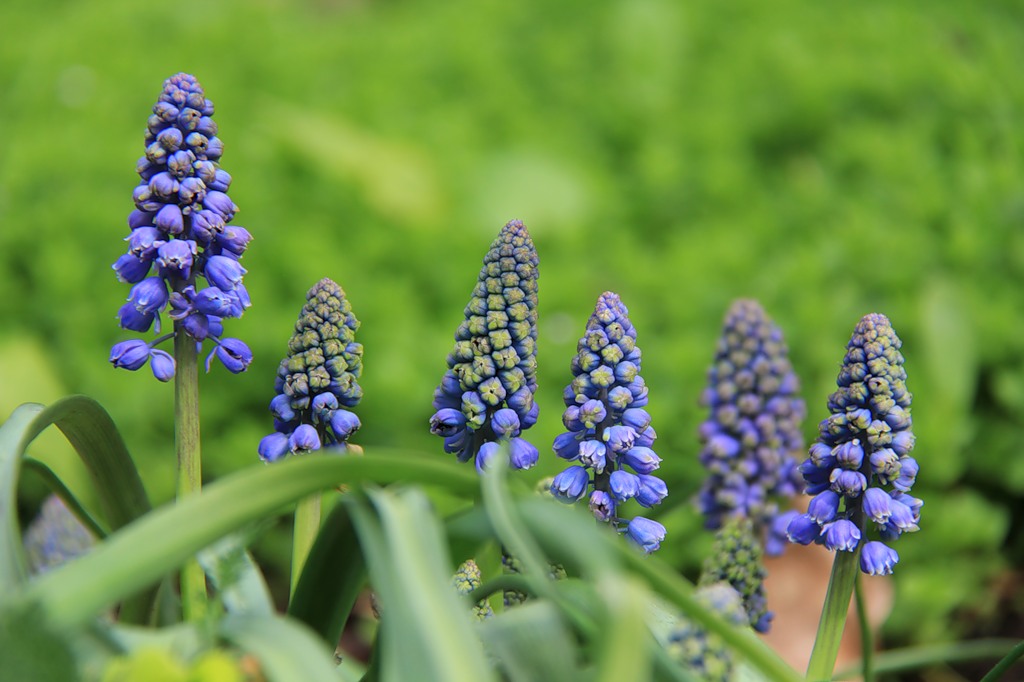 photo "Muscari" tags: nature, macro and close-up, flowers, spring