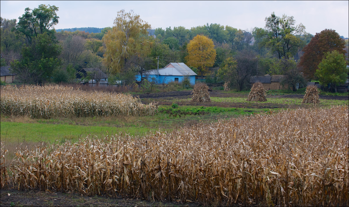 photo "Do we need this European choice?" tags: landscape, travel, humor, autumn, Малороссия, кукуруза, снопы, стога, хата