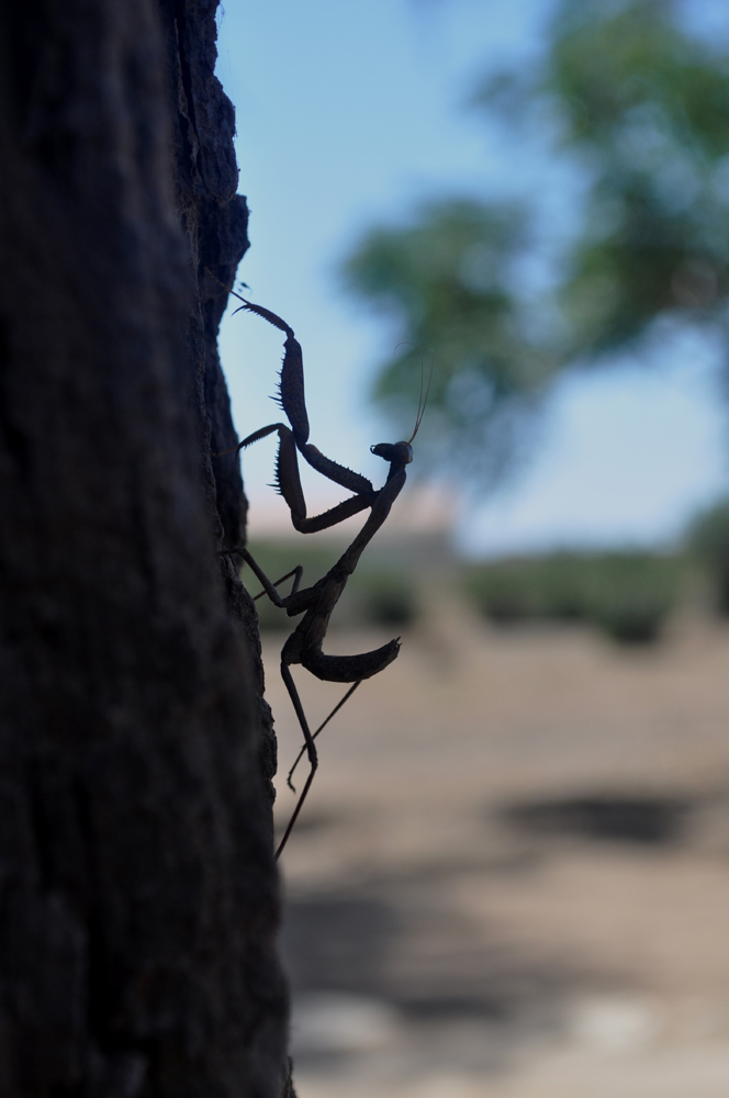 photo "***" tags: macro and close-up, 