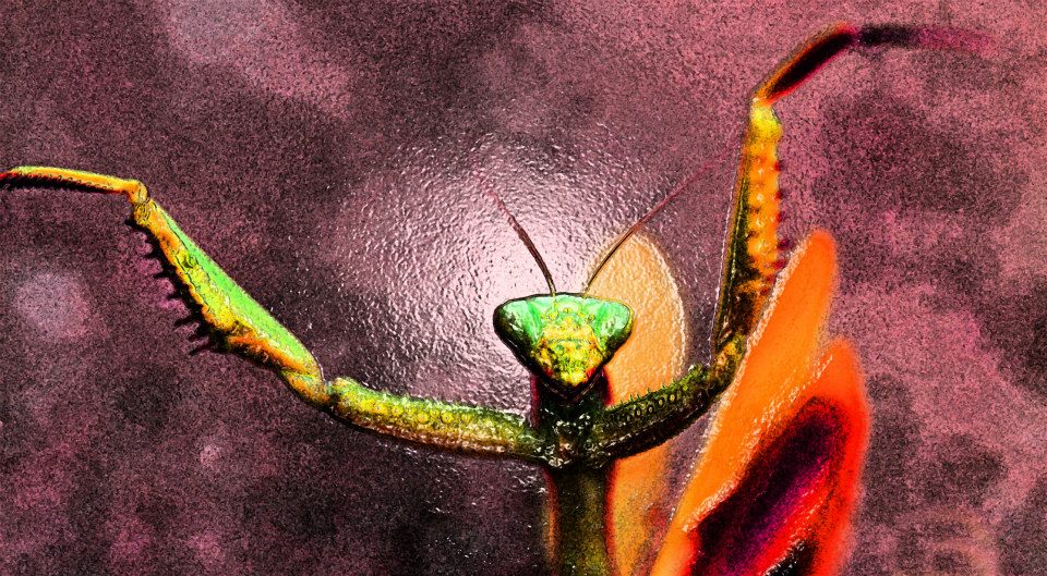 photo "Nightmare Mantis" tags: macro and close-up, nature, 