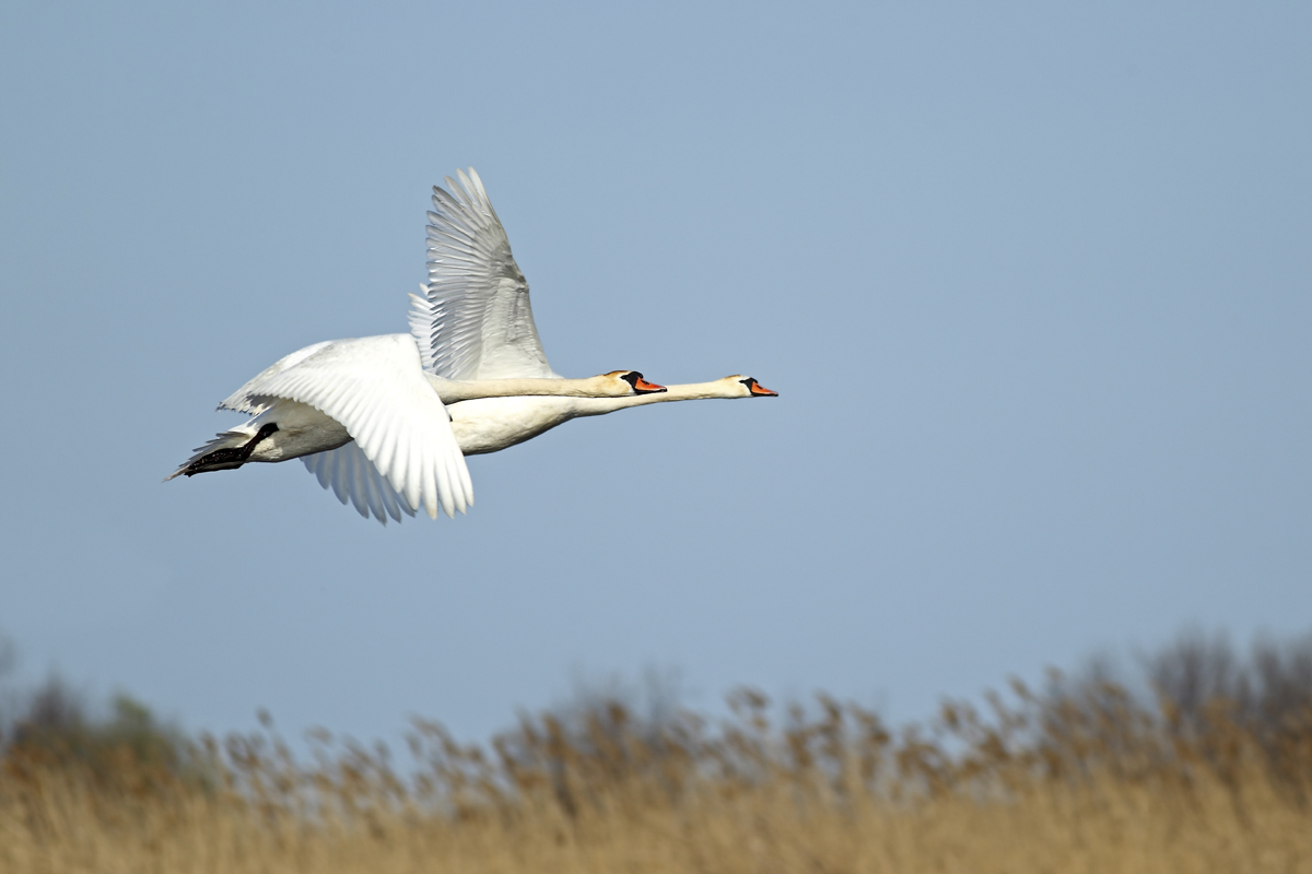 photo "***" tags: nature, wild animals