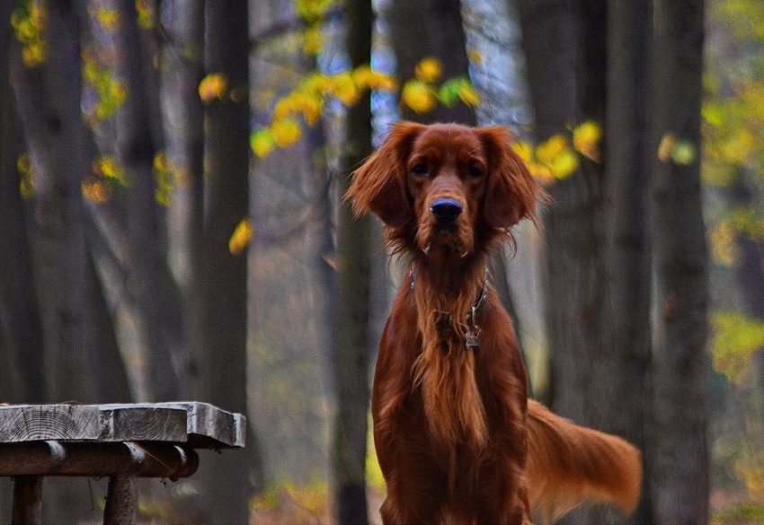 фото "***" метки: природа, 