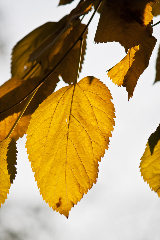 photo "***" tags: macro and close-up, 