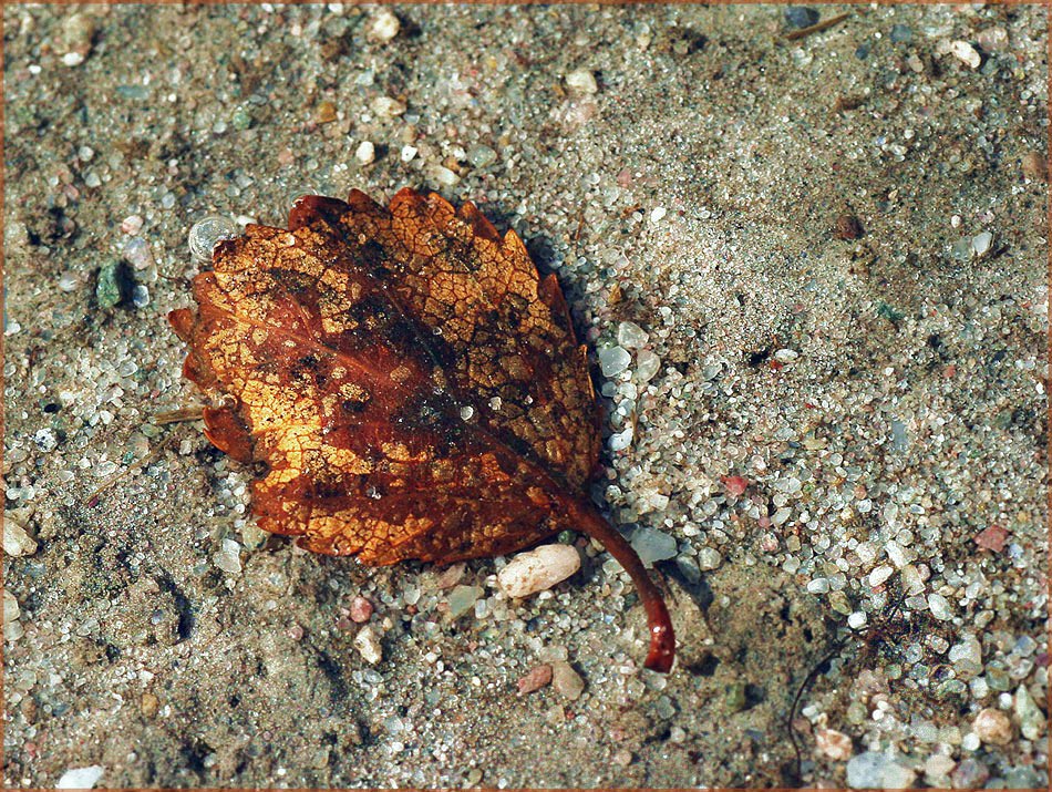 photo "Dead leaf" tags: nature, 