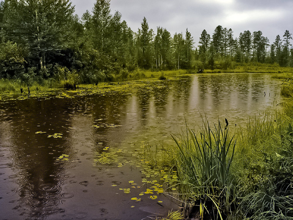 photo "***" tags: landscape, forest, lake, summer, water