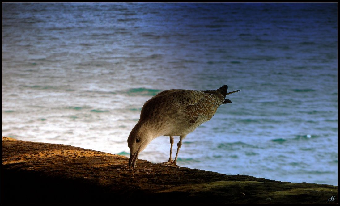 фото "Dinner at the end of the day" метки: природа, 