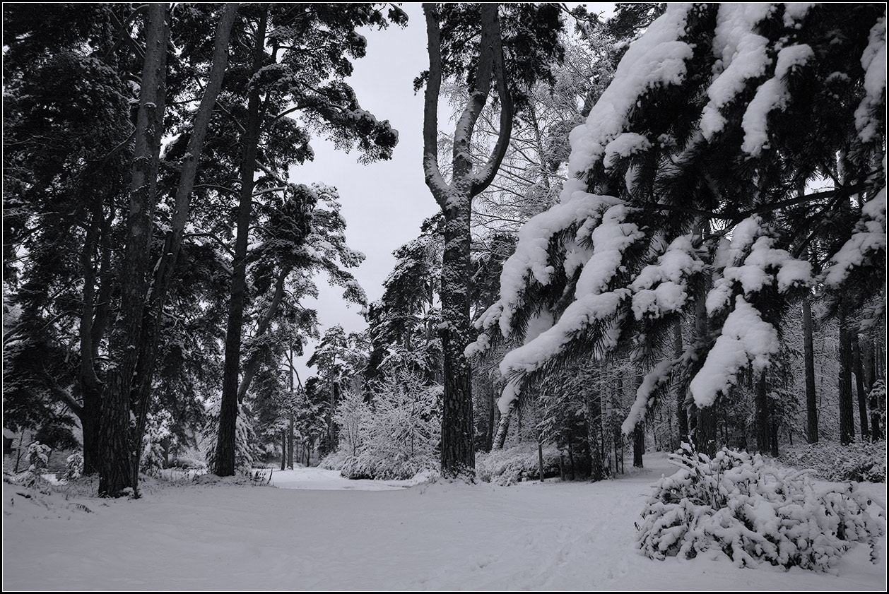 photo "snowiness" tags: landscape, nature, black&white, 