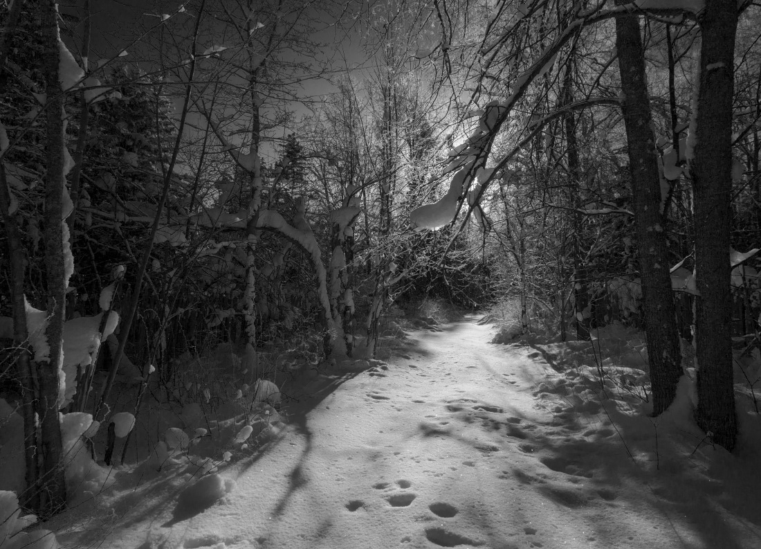 photo "***" tags: black&white, landscape, forest, snow, sun, winter, ветки, тени