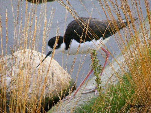 photo "Bird in nature" tags: nature, Europe