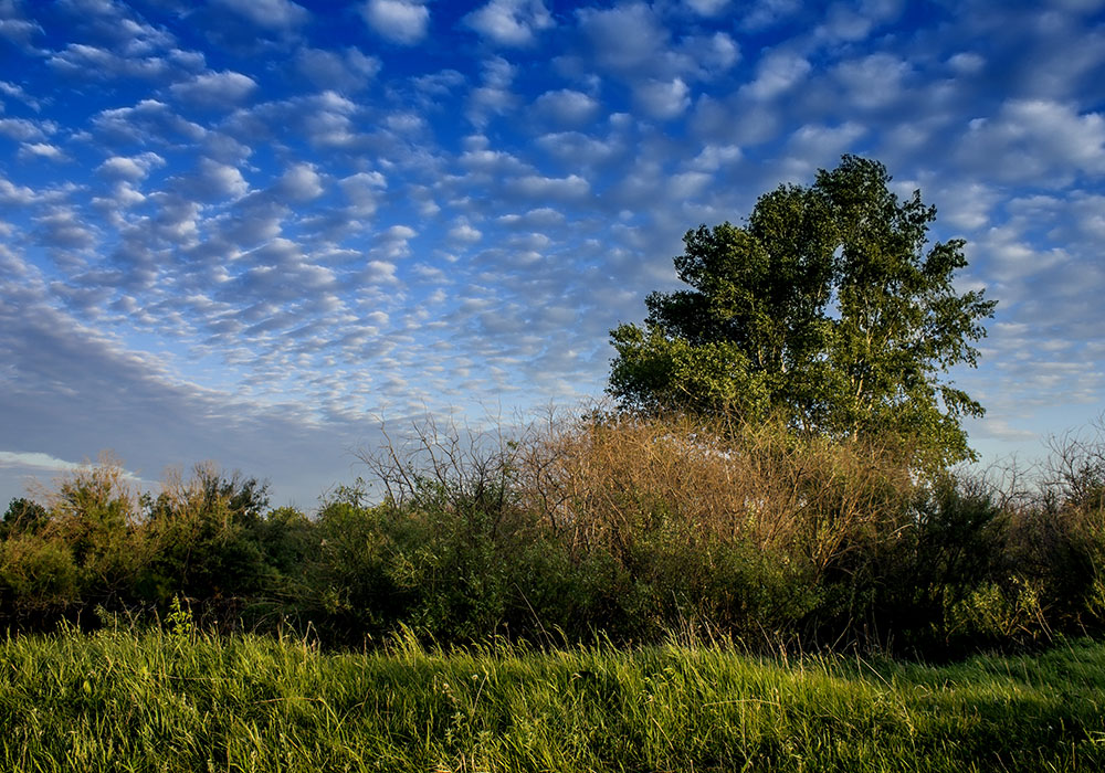 photo "***" tags: nature, landscape, grass, деревья, кустарник, летний пейзаж, перистые облака, природа, синее небо