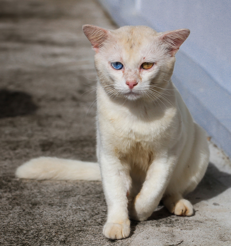 фото "Кот из этногенеза" метки: портрет, кошки