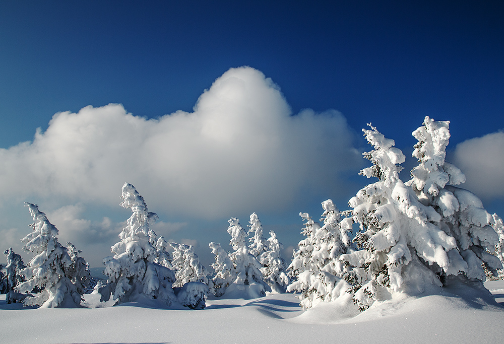 фото "Weiß blau..." метки: , 