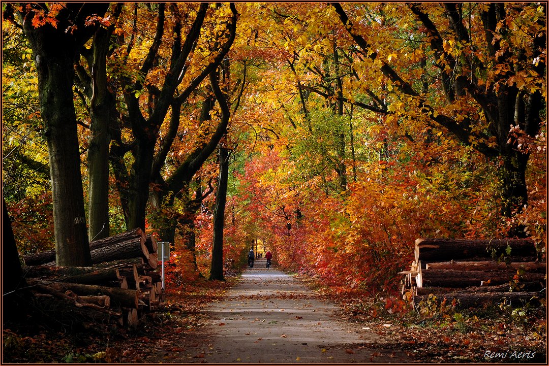 photo "***" tags: landscape, nature, street, autumn, forest