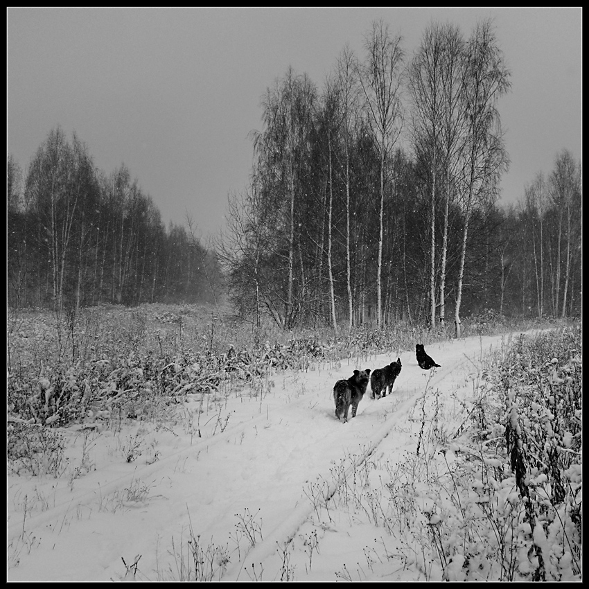 фото "В непогоду" метки: пейзаж, природа, 