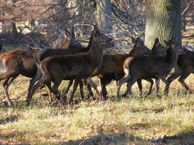 photo "Wildlife" tags: nature, Europe